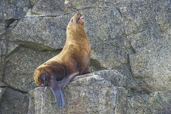 Wildlife. Stellar Art Print featuring the photograph More Complaining by Harold Piskiel