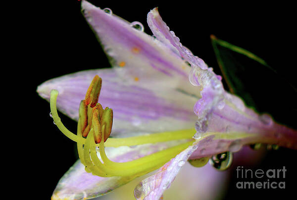 Flower Art Print featuring the photograph Morning Dew by Les Greenwood