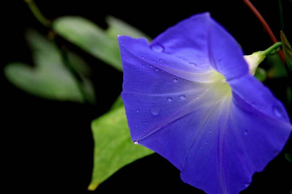 Blue Morning Glory Art Print featuring the photograph Morning Glories 2 by Jonathan Harper