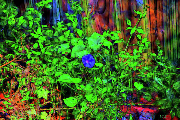 Morning Glory Art Print featuring the photograph Morning Glory by Gina O'Brien