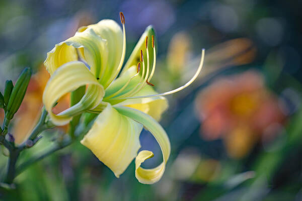 Daylily Art Print featuring the photograph Morning Light by Ches Black