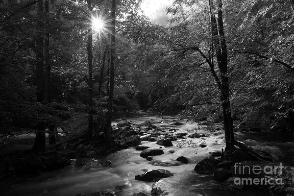 River Art Print featuring the photograph Morning Light On The Stream by Mike Eingle