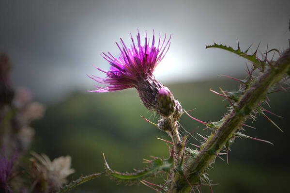 Thistle Art Print featuring the photograph Morning Purple Thistle. by Terence Davis