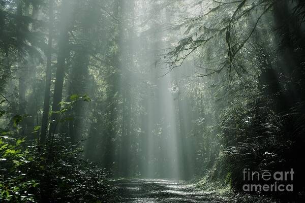 Sunshine Art Print featuring the photograph Morning Rays by Sheila Ping