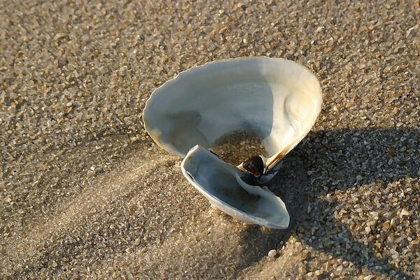 Seascape Art Print featuring the photograph Morning Shadow by Mary Haber