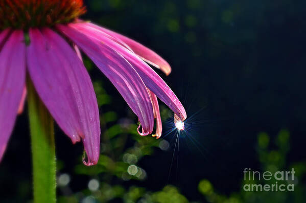 Sun Art Print featuring the photograph Morning Sun in a Dewdrop by Lila Fisher-Wenzel