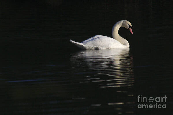St James Lake Art Print featuring the photograph Morning Swan by Jeremy Hayden