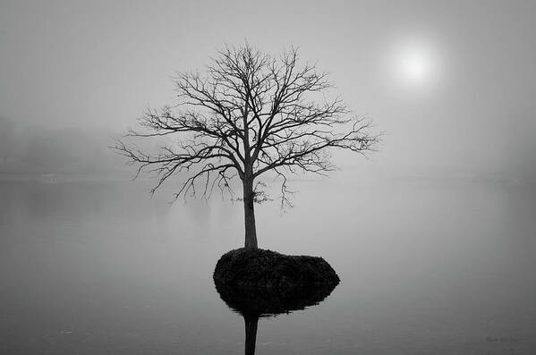 Tree Art Print featuring the photograph Morning Tranquility by David Gordon