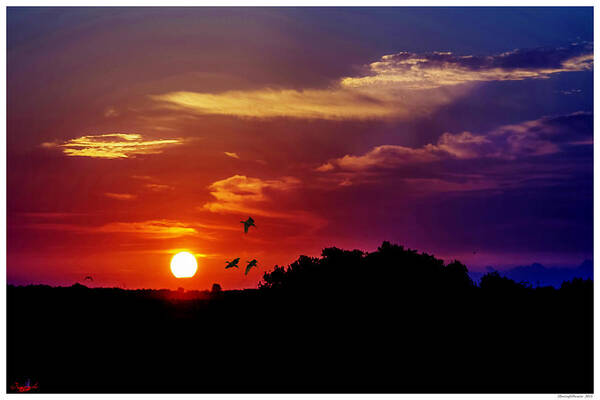 Florida Art Print featuring the photograph Morning Silhouette by Rogermike Wilson