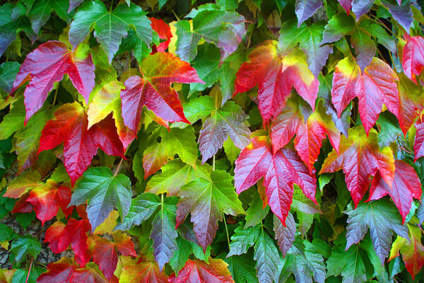  Art Print featuring the photograph Moselle Valley Leaves by Pat Moore