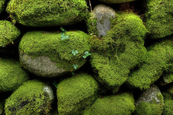 Moss Art Print featuring the photograph Moss And Ivy by Mike Eingle