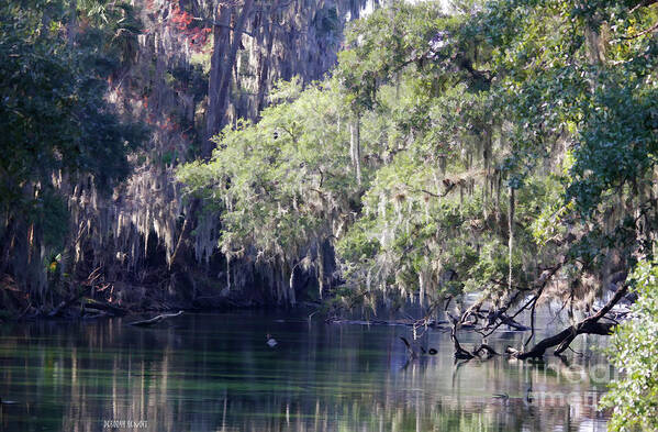 Trees Art Print featuring the photograph Moss At Blue Springs by Deborah Benoit