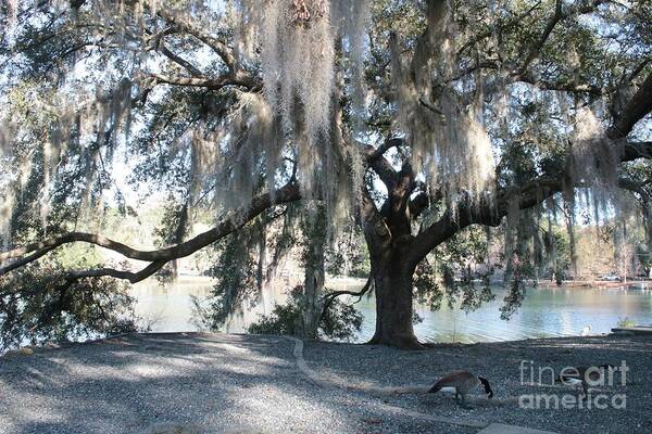 Mossy Tree Art Print featuring the photograph Mossy Oak and Geese by Lake Ella by Carol Groenen