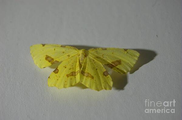 Moth Art Print featuring the photograph Moth On Gesso by The Stone Age