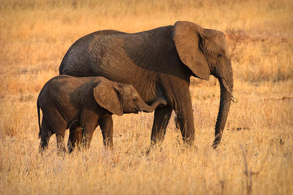 3scape Photos Art Print featuring the photograph Mother and Baby Elephants by Adam Romanowicz