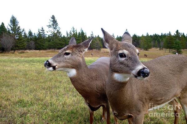 Deer Art Print featuring the photograph Mother and Daughter by Sandra Updyke
