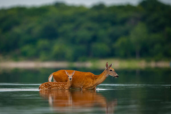 Nature Art Print featuring the photograph Mother's Courage by Jeff Phillippi