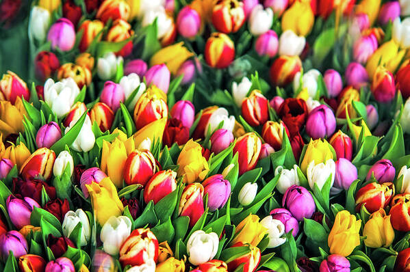 Jenny Raibow Fine Art Photography Art Print featuring the photograph Motley Bunch of Dutch Tulips by Jenny Rainbow