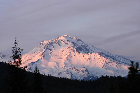 Mount Shasta Art Print featuring the photograph Mount Shasta - Oregon by DArcy Evans