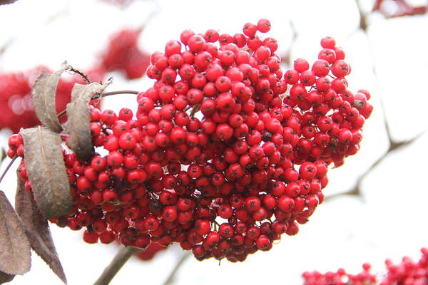 Mountain Ash Art Print featuring the photograph Mountain Ash Berries by Allen Nice-Webb