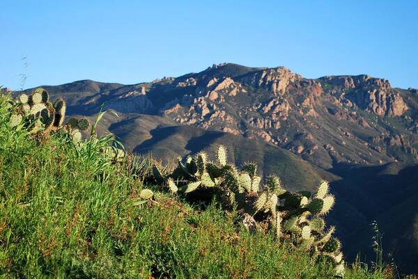 Tree Art Print featuring the photograph Mountain Cactus View - Santa Monica Mountains by Matt Quest