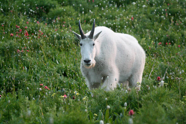 Mountain Goat Art Print featuring the photograph Mountain Goat and Wildflowers by Brett Pelletier