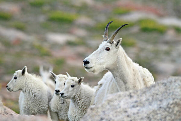 Mountain Goat Art Print featuring the photograph Mountain Goat Family by Scott Mahon