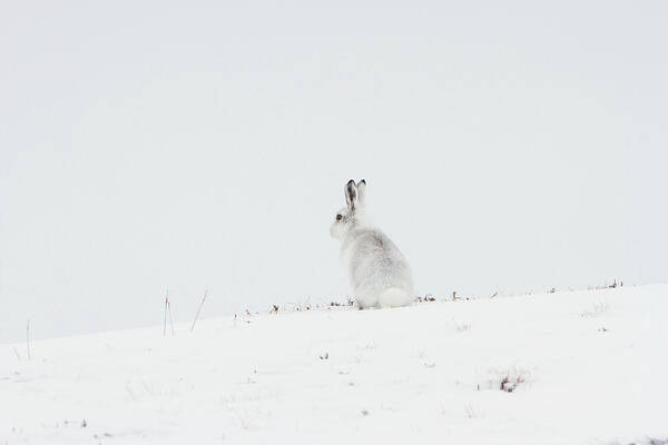 Mountain Art Print featuring the photograph Mountain Hare Sat In Snow by Pete Walkden