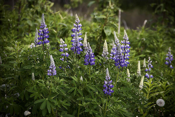Mountain Lupine Art Print featuring the photograph Mountain Lupine by Phyllis Taylor