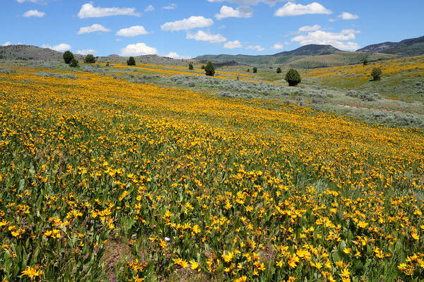 No People Art Print featuring the photograph Mountain Meadows of Yellow Wildflowers by Brett Pelletier