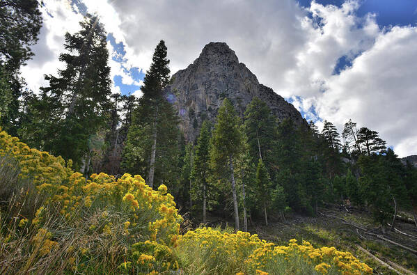 Humboldt-toiyabe National Forest Art Print featuring the photograph Mt. Charleston Basin by Ray Mathis