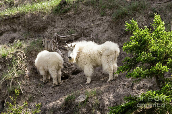 Mountain Art Print featuring the photograph Mt Goat Outing by Louise Magno