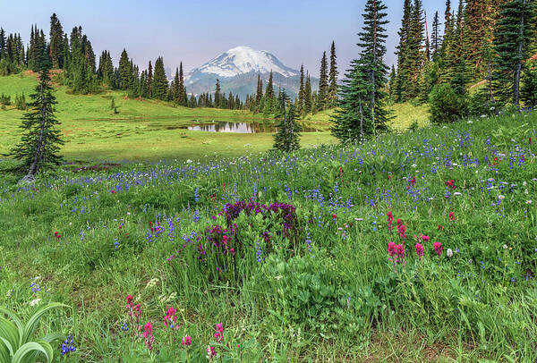 Mt Rainier Art Print featuring the photograph Mt Rainier Meadow Flowers by Harold Coleman
