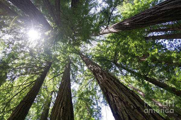 Tree Art Print featuring the photograph Muir Woods No.1 by Scott Evers