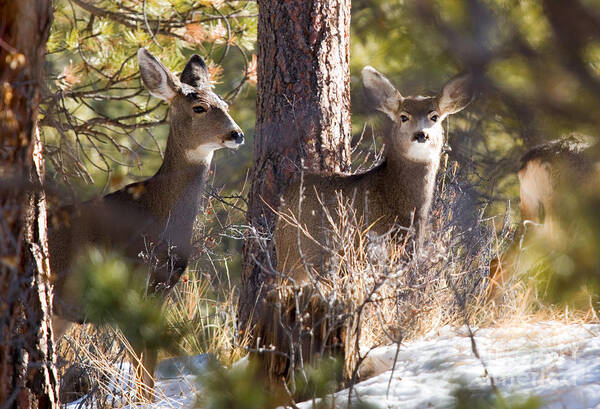 Deer Art Print featuring the photograph Mule Deer in the Pike National Forest in Winter by Steven Krull