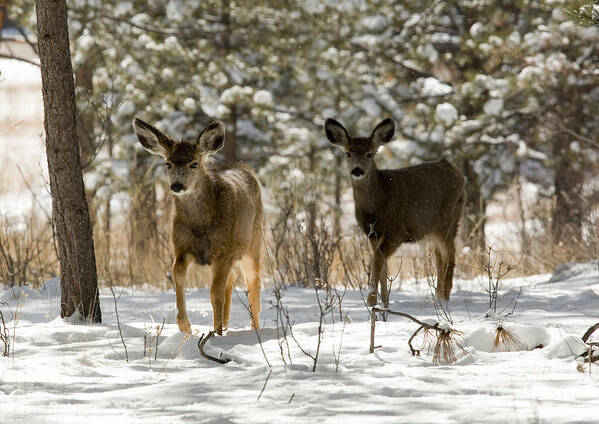 Deer Art Print featuring the photograph Mule Deer on Winter Walk by Steven Krull