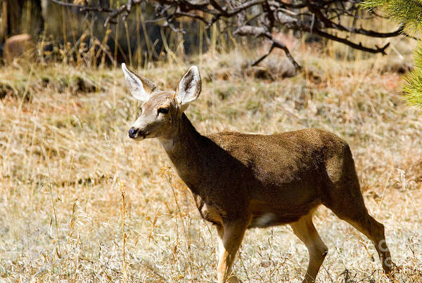 Deer Art Print featuring the photograph Mule Deer Strolling in the Pike National Forest by Steven Krull
