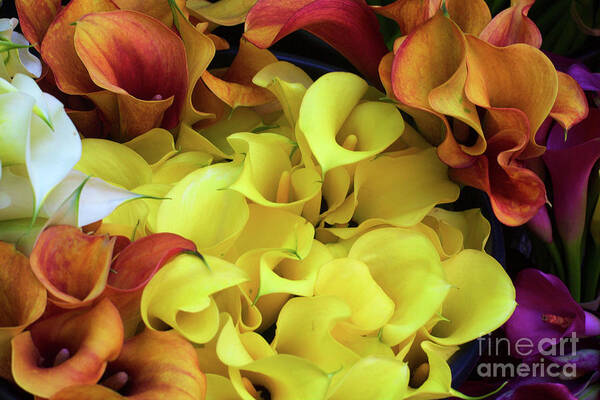 Backgrounds Art Print featuring the photograph Multicolored Calla Lillies by Bruce Block