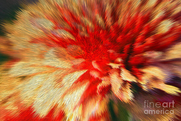  Chrysanthemum Art Print featuring the photograph Mums by Kelly Holm