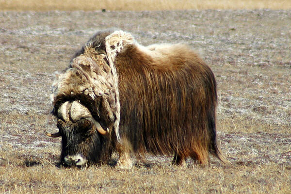 Musk Ox Art Print featuring the photograph Musk Ox by Anthony Jones