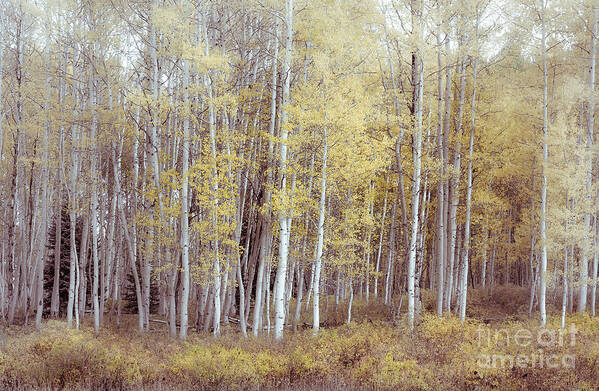 Aspen Forest Art Print featuring the photograph Muted Forest by The Forests Edge Photography - Diane Sandoval
