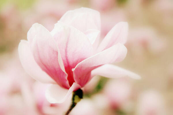 Magnolia Art Print featuring the photograph Muted Magnolia by Jessica Jenney