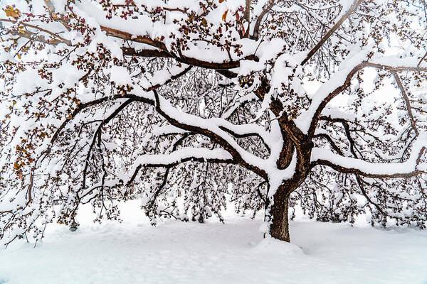 Tree Art Print featuring the photograph My Favorite Tree in the Snow by Janis Knight