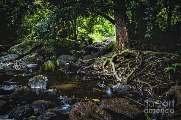 My Jungle Roots.jungle Art Print featuring the photograph My Jungle Roots by Mitch Shindelbower