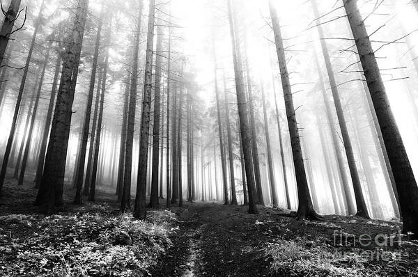 Bleak Art Print featuring the photograph Mysterious Forest by Michal Boubin