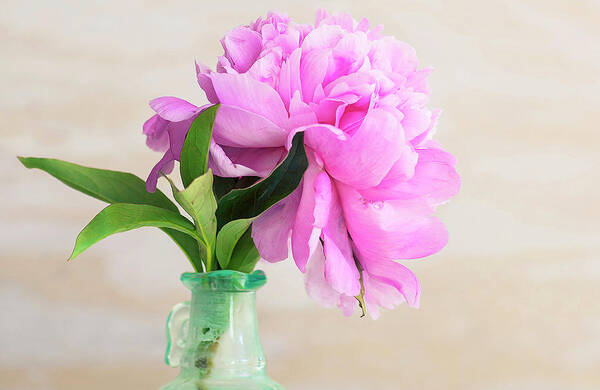 Rich Franco Art Print featuring the photograph Nancy's Peony by Rich Franco