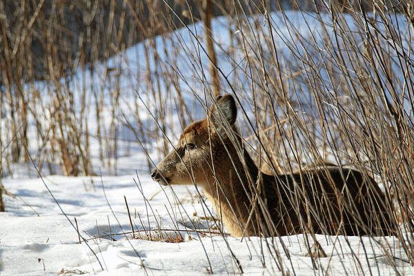 Doe Art Print featuring the photograph Napping Fawn by Brook Burling