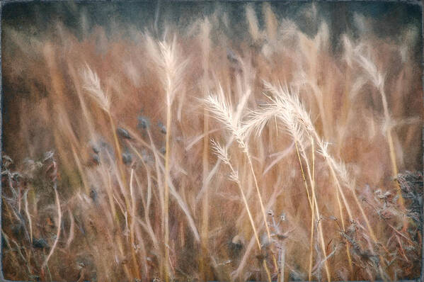 Scott Norris Photography Art Print featuring the photograph Native Grass by Scott Norris