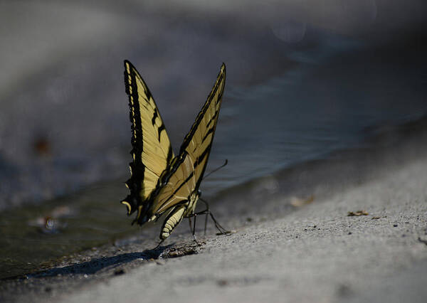 #butterfly- Swallowtail - Images Wings- Images Of Rae Ann M. Garrett- Art-#butterflys-swallowtail-unique Art Print featuring the photograph Nature and man reflects by Rae Ann M Garrett