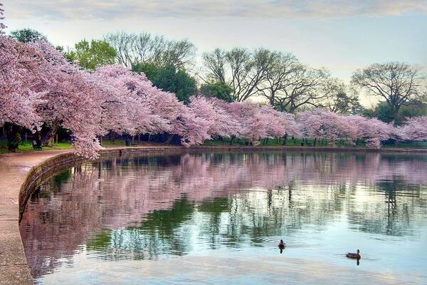 Cherry Blossoms Art Print featuring the photograph Nature Heals by Mitch Cat